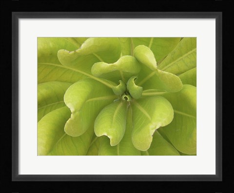 Framed Natural Detail 34 Print