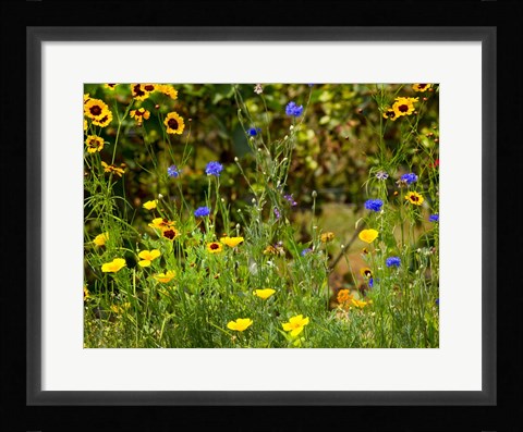 Framed Natural Detail 43 Print