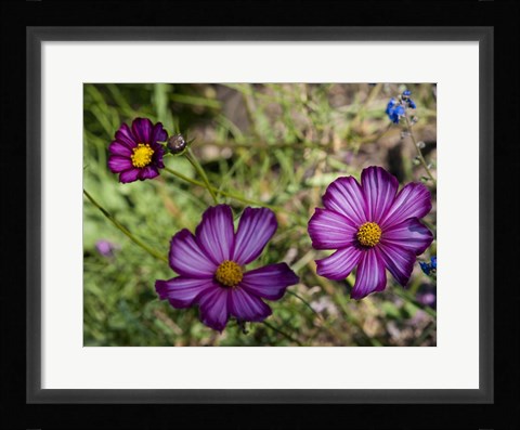 Framed Natural Detail 48 Print