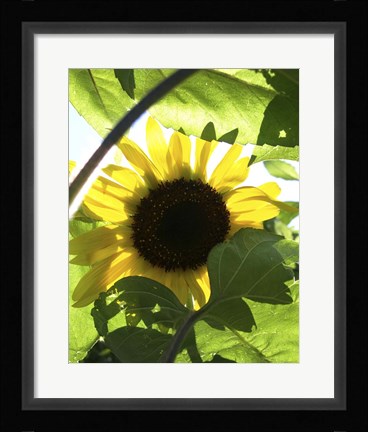 Framed Sunflower 6 Print