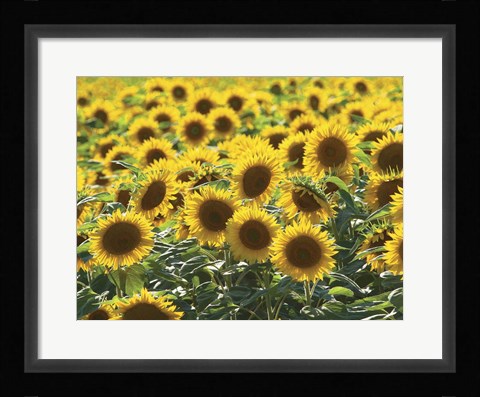 Framed Sunflower 10 Print