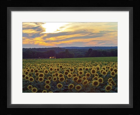 Framed Sunflower 11 Print