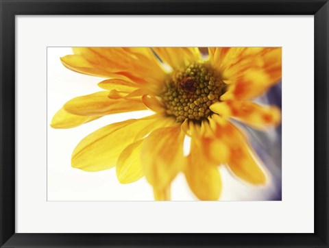 Framed Little Bit Sun in the Cold Time Print