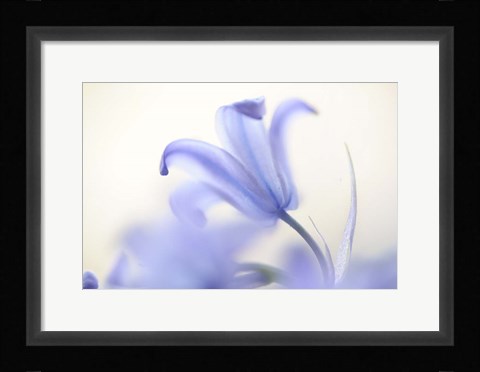 Framed Blue Light Wild Hyacinth Print
