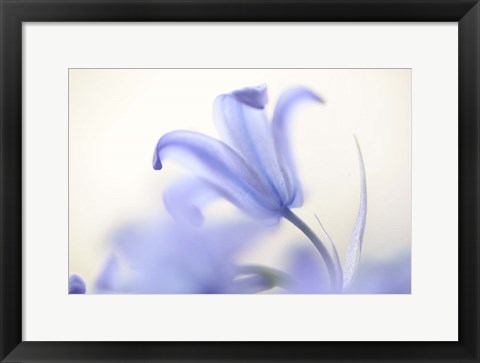 Framed Blue Light Wild Hyacinth Print