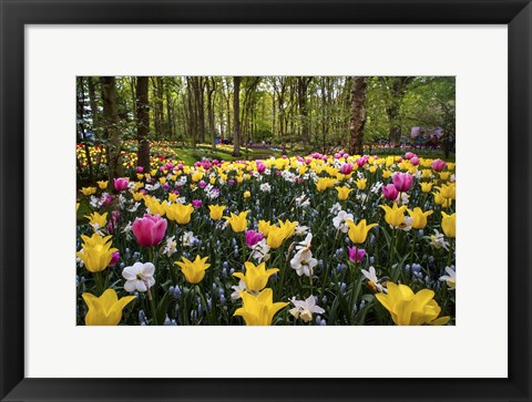 Framed Colorful Corner Keukenhof Tulips Garden 2 Print