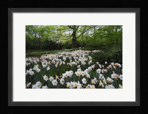 Framed Keukenhof Botanical Daffodils Garden Print