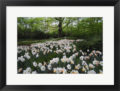 Framed Keukenhof Botanical Daffodils Garden Print