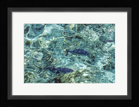 Framed Maldives Fishes in the Clear Water 1 Print