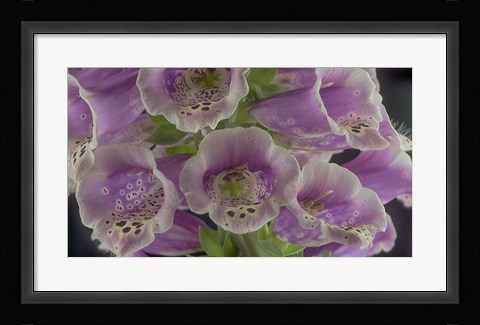 Framed Digitalis 6 Print