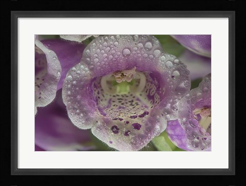 Framed Digitalis 7 Print