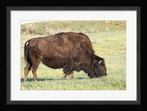 Framed Bison of the Badlands 1 Print