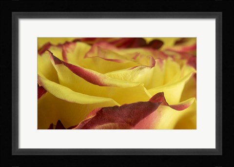 Framed Yellow and Red Rose 1 Print