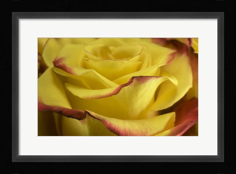 Framed Yellow and Red Rose 2 Print