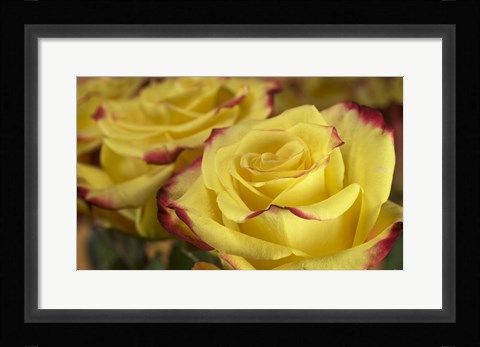 Framed Yellow and Red Rose 3 Print