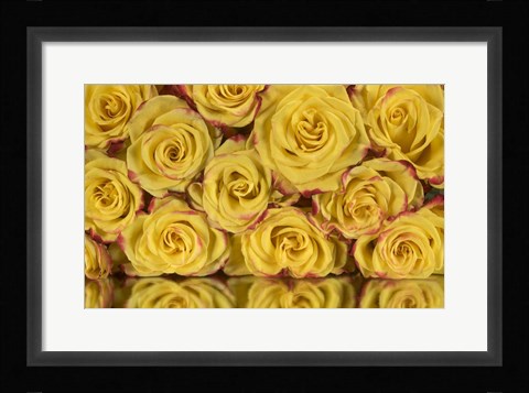 Framed Yellow and Red Rose 6 Print