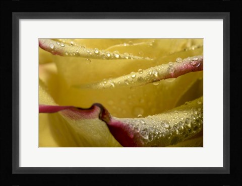 Framed Yellow and Red Rose 11 Print
