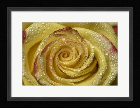 Framed Yellow and Red Rose 12 Print
