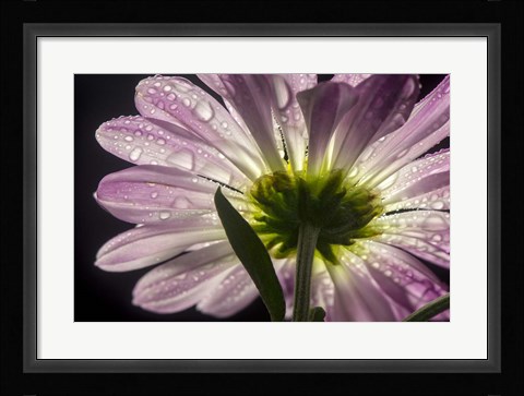 Framed Beneath the Daisies 5 Print