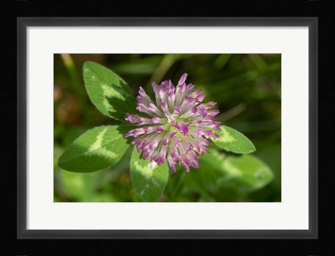 Framed Lake Superior, North Shore 6 Print
